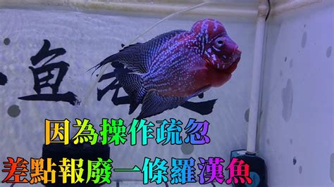 羅漢魚水溫